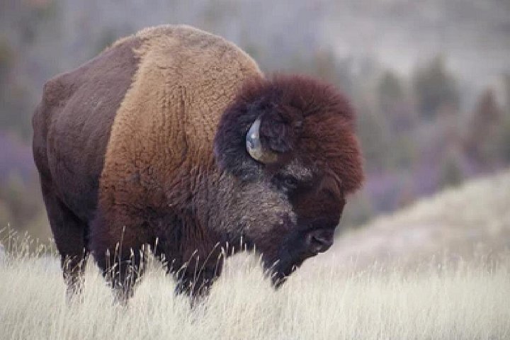 Aventura de safari de vida selvagem no Parque Nacional de Grand Teton, EUA, foto 42 | wizardtrip