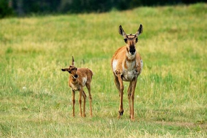 Aventura de safari de vida selvagem no Parque Nacional de Grand Teton, EUA, foto 43 | wizardtrip
