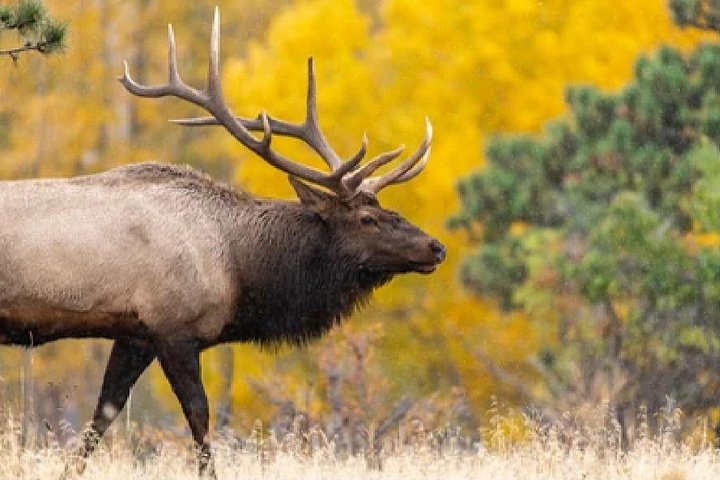 Aventura de safari de vida selvagem no Parque Nacional de Grand Teton, EUA, foto 44 | wizardtrip