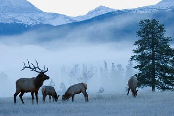 Aventura de safari de vida selvagem no Parque Nacional de Grand Teton, EUA, foto 45 | wizardtrip