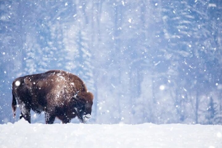 Aventura de safari de vida selvagem no Parque Nacional de Grand Teton, EUA, foto 48 | wizardtrip