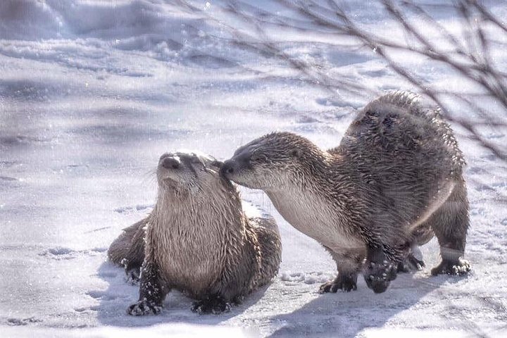 Aventura de safari de vida selvagem no Parque Nacional de Grand Teton, EUA, foto 49 | wizardtrip