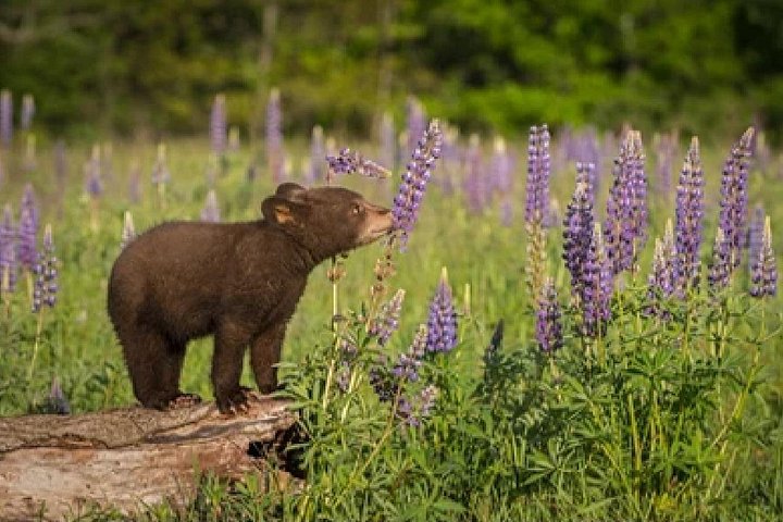 Aventura de safari de vida selvagem no Parque Nacional de Grand Teton, EUA, foto 50 | wizardtrip