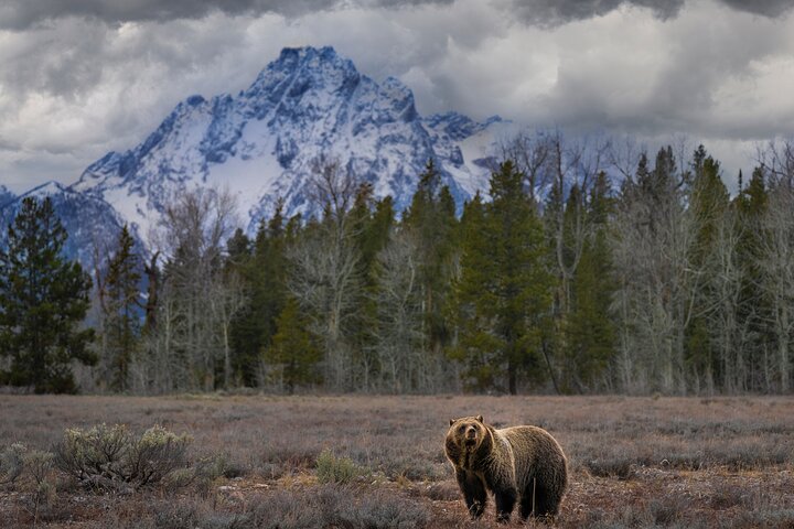 Aventura de safari de vida selvagem no Parque Nacional de Grand Teton, EUA, foto 51 | wizardtrip