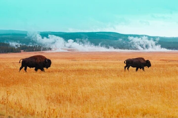 Excursion en petit groupe explorant les geysers, les cascades et la faune de Yellowstone près de Jackson, USA, photo 37 | wizardtrip