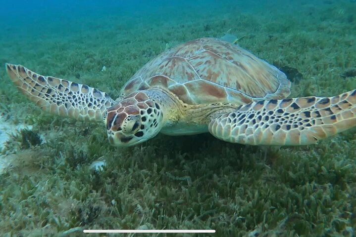 Båttur runt St. John, Amerikanska Jungfruöarna, med snorkling och lunch på Lime Out tacobåt, foto 6 | wizardtrip