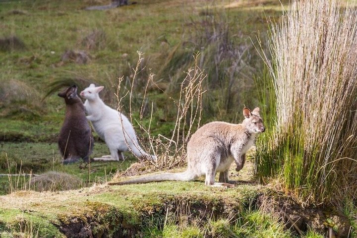 All-inclusive dagtocht naar Bruny Island vanuit Hobart, met vuurtorentours en lokale proeverijen, foto 27 | wizardtrip
