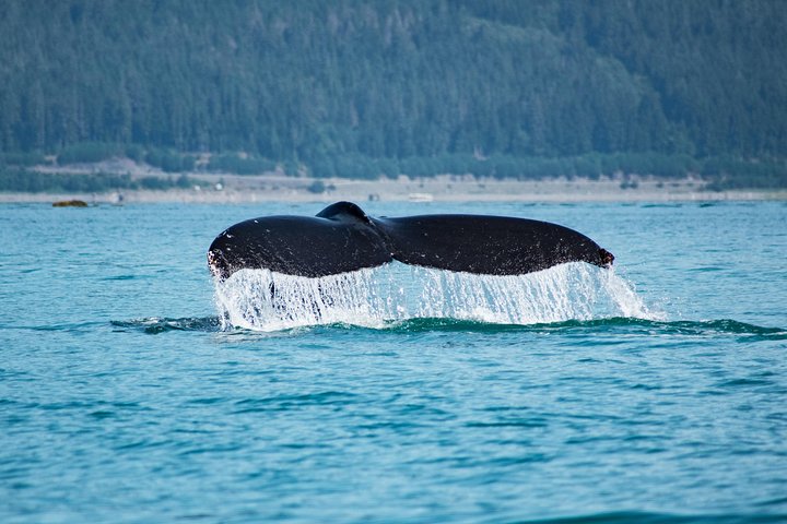 Hvalsafari-tur i Juneau, Alaska, med pukkelhvaler og udsigt til Mendenhall Glacier, foto 6 | wizardtrip