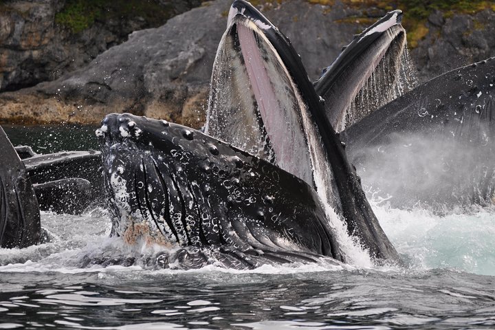 Hvalsafari-tur i Juneau, Alaska, med pukkelhvaler og udsigt til Mendenhall Glacier, foto 7 | wizardtrip