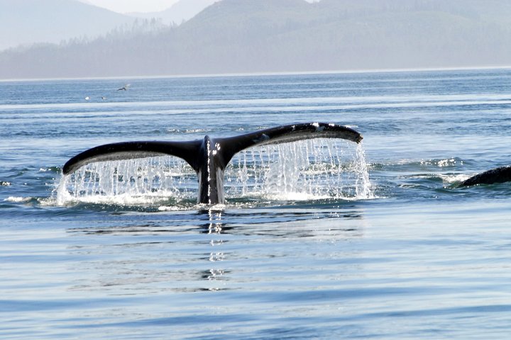Hvalsafari-tur i Juneau, Alaska, med pukkelhvaler og udsigt til Mendenhall Glacier, foto 8 | wizardtrip