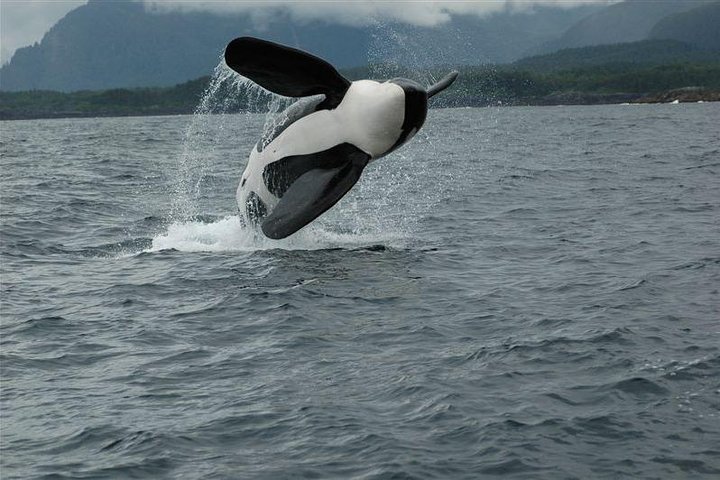 Hvalsafari-tur i Juneau, Alaska, med pukkelhvaler og udsigt til Mendenhall Glacier, foto 9 | wizardtrip
