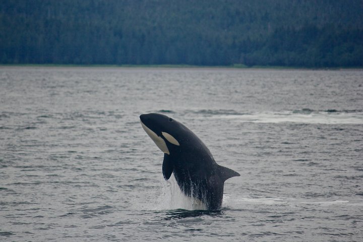 Hvalsafari-tur i Juneau, Alaska, med pukkelhvaler og udsigt til Mendenhall Glacier, foto 11 | wizardtrip