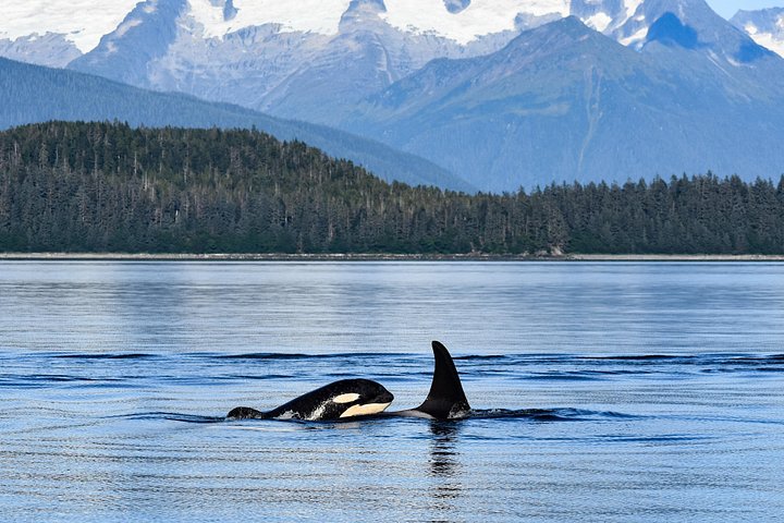 Hvalsafari-tur i Juneau, Alaska, med pukkelhvaler og udsigt til Mendenhall Glacier, foto 12 | wizardtrip