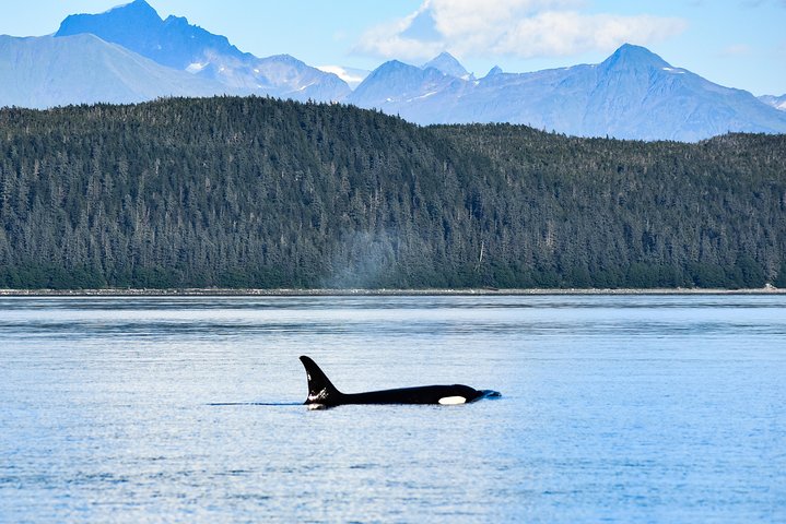 Hvalsafari-tur i Juneau, Alaska, med pukkelhvaler og udsigt til Mendenhall Glacier, foto 13 | wizardtrip
