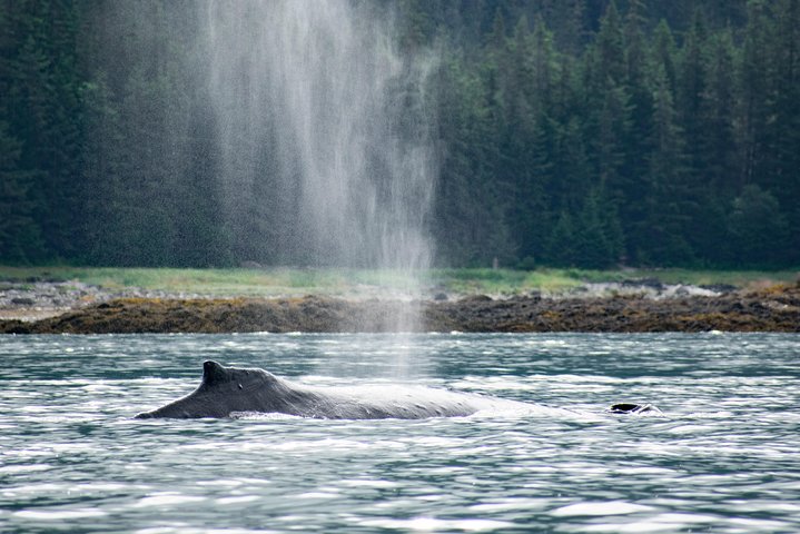 Hvalsafari-tur i Juneau, Alaska, med pukkelhvaler og udsigt til Mendenhall Glacier, foto 15 | wizardtrip