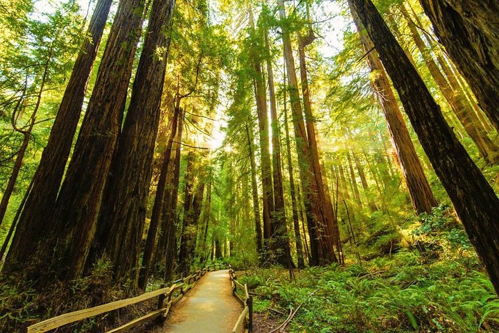 Golden Gate Bridge Muir Woods Sausalito med valfritt Alcatraz | wizardtrip