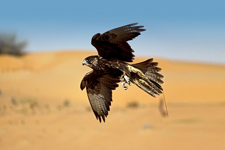Kamelsafari i ørkenen med middag og kulturelle aktiviteter i Dubai, foto 14 | wizardtrip