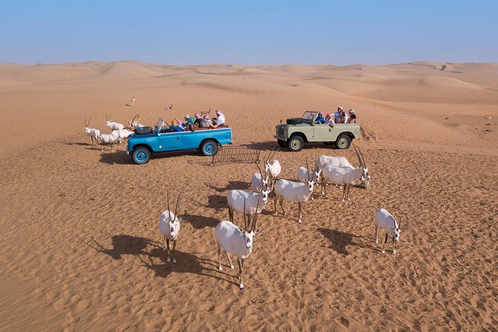 Experience a traditional Bedouin desert safari in Dubai with a vintage Land Rover, falconry, and dinner, photo 8 | wizardtrip