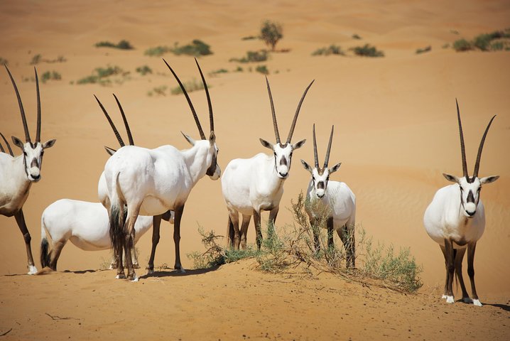Experience a traditional Bedouin desert safari in Dubai with a vintage Land Rover, falconry, and dinner, photo 18 | wizardtrip