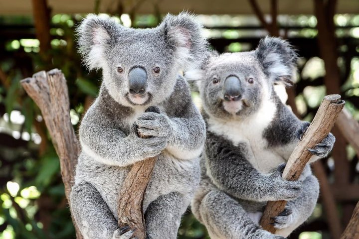 Njut av en naturskön flodkryssning och möt australiska djur på Lone Pine Koala Sanctuary i Brisbane, foto 6 | wizardtrip