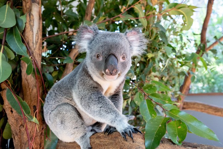 Njut av en naturskön flodkryssning och möt australiska djur på Lone Pine Koala Sanctuary i Brisbane, foto 7 | wizardtrip