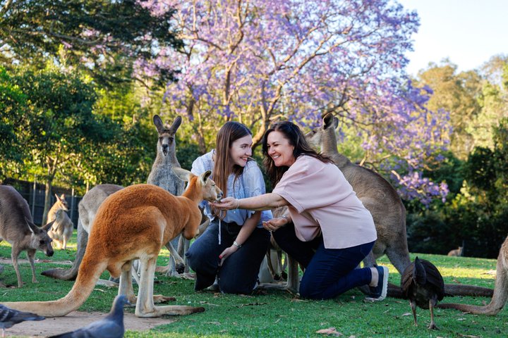 Njut av en naturskön flodkryssning och möt australiska djur på Lone Pine Koala Sanctuary i Brisbane, foto 8 | wizardtrip