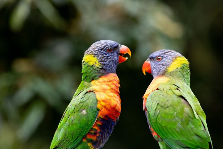 Njut av en naturskön flodkryssning och möt australiska djur på Lone Pine Koala Sanctuary i Brisbane, foto 11 | wizardtrip