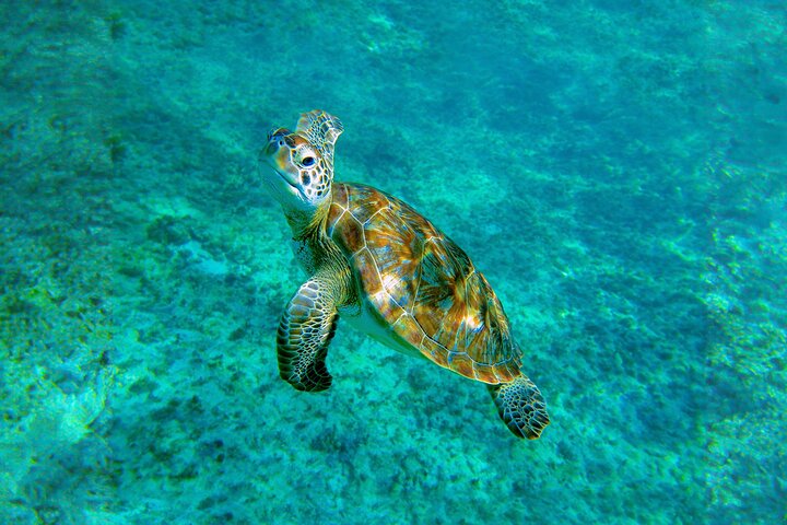 Swim in a Mayan cenote and snorkel with sea turtles near Playa del Carmen, Mexico, photo 7 | wizardtrip