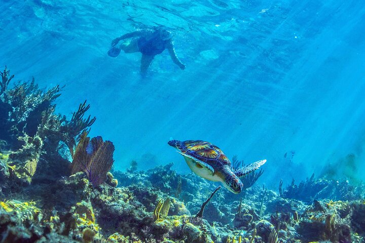 Swim in a Mayan cenote and snorkel with sea turtles near Playa del Carmen, Mexico, photo 8 | wizardtrip