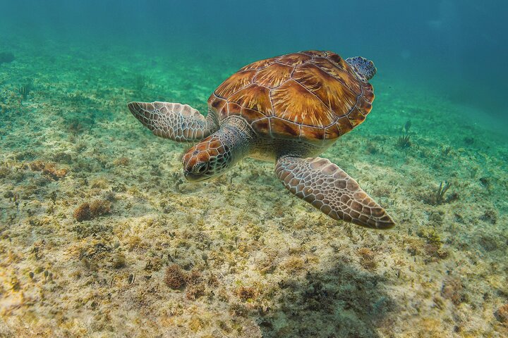 Explore as ruínas maias de Tulum, nade com tartarugas marinhas em Akumal e descubra um cenote, seguido de almoço, foto 8 | wizardtrip