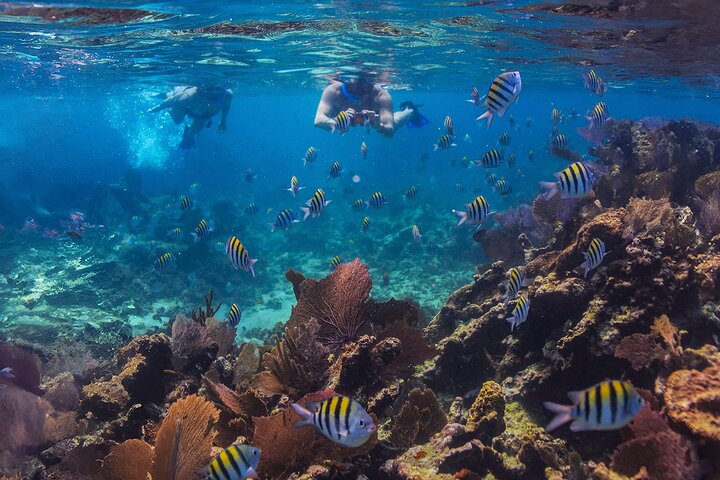 Luksuriøs ketch-sejlads og snorkeltur i Riviera Maya, Mexico, med frokost og drikkevarer, foto 8 | wizardtrip