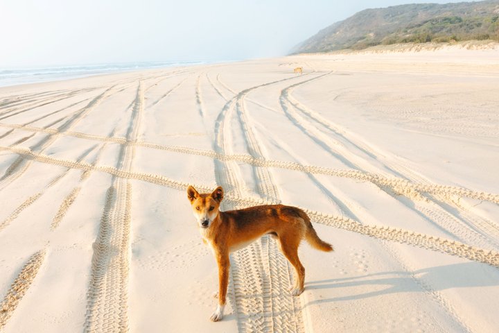 K'gari (Fraser Island) : Excursion tout compris | wizardtrip