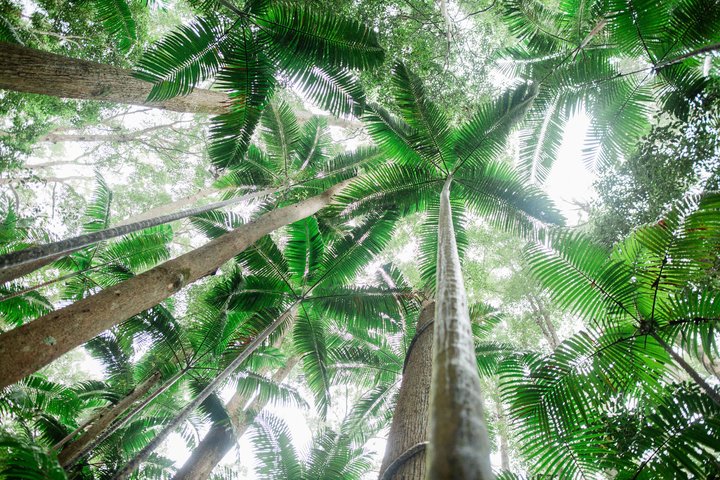Tour giornaliero all-inclusive alla scoperta delle attrazioni di K'gari (Fraser Island) come Lake McKenzie e il relitto del Maheno, foto 13 | wizardtrip