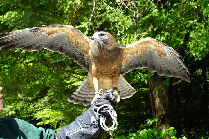 PREMIUM Sitka Scenic Tour | wizardtrip