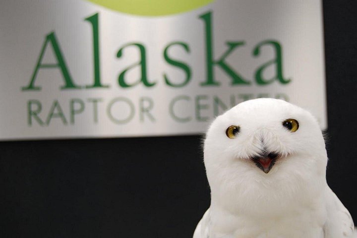 Panoramische tour van Sitka's wildlifecentra en historisch park in Alaska, foto 8 | wizardtrip