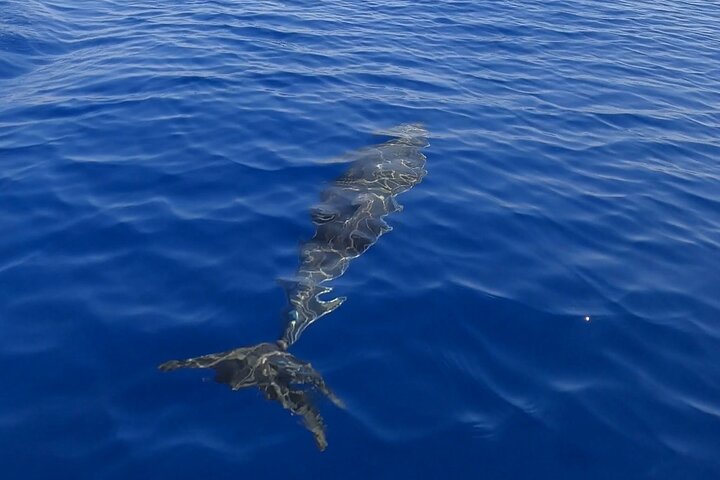 Excursión en barco por las Islas Egadas, Favignana y Levanzo, desde Trapani, Sicilia, foto 17 | wizardtrip