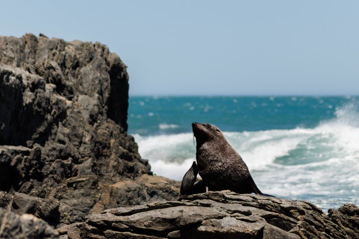 Seal Coast Safari – Exklusiver Zugang zur geheimen Küste von Wellington | wizardtrip
