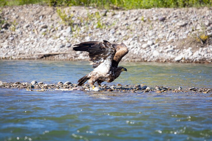 Scenic float trip on the Snake River in Jackson Hole with views of the Tetons and wildlife, photo 6 | wizardtrip