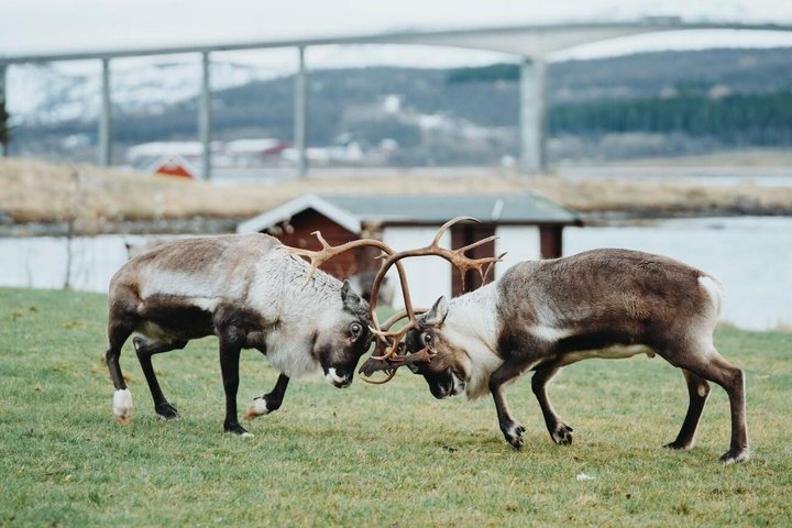 Arctic Nature Tour vanuit Tromsø met picknick in Sommarøy | wizardtrip