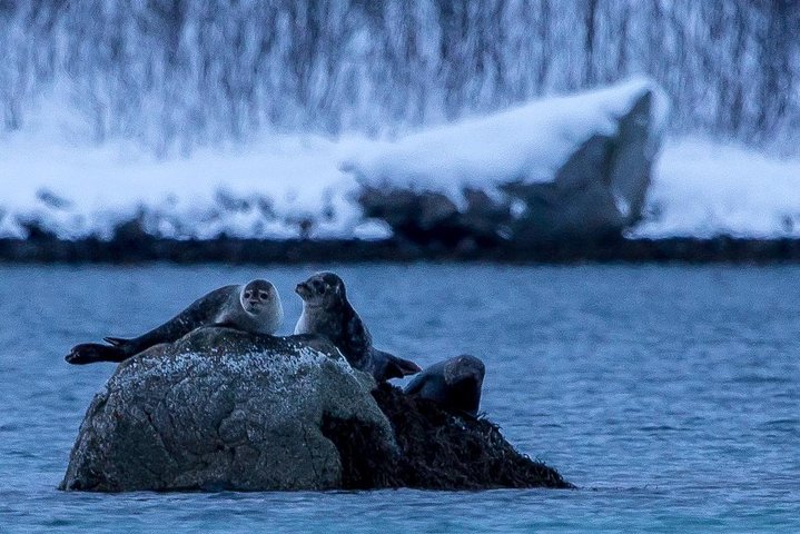 Utforsk Tromsøs fantastiske arktiske landskap på en naturtur med en naturskjønn piknik, foto 30 | wizardtrip