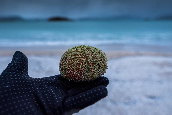 Utforsk Tromsøs fantastiske arktiske landskap på en naturtur med en naturskjønn piknik, foto 32 | wizardtrip