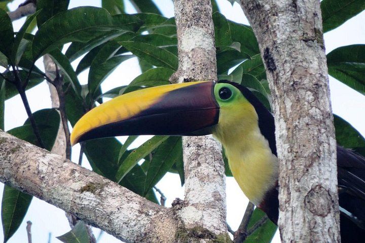 Volledige dag combo tour naar Arenal Vulkaan vanuit San Jose, Costa Rica, met avontuur en natuurlijke schoonheid, foto 7 | wizardtrip