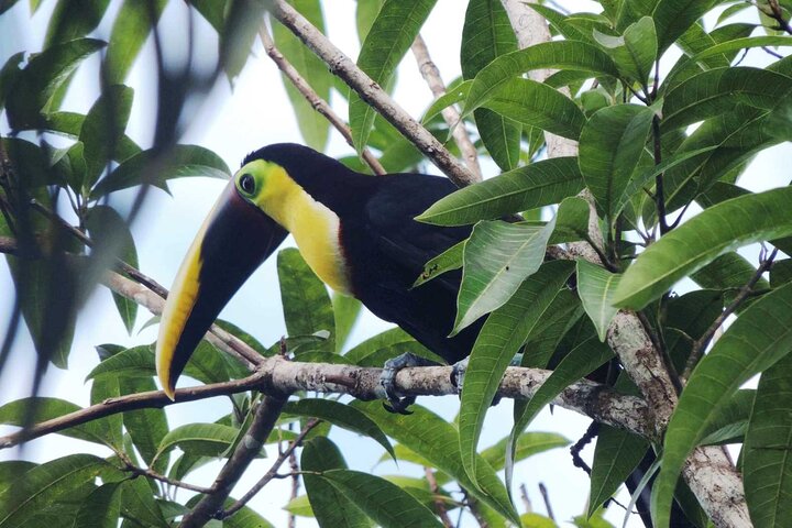 Arenal Vulkan, La Fortuna Vandfald og varme kilder tur fra Jaco, Costa Rica, foto 6 | wizardtrip