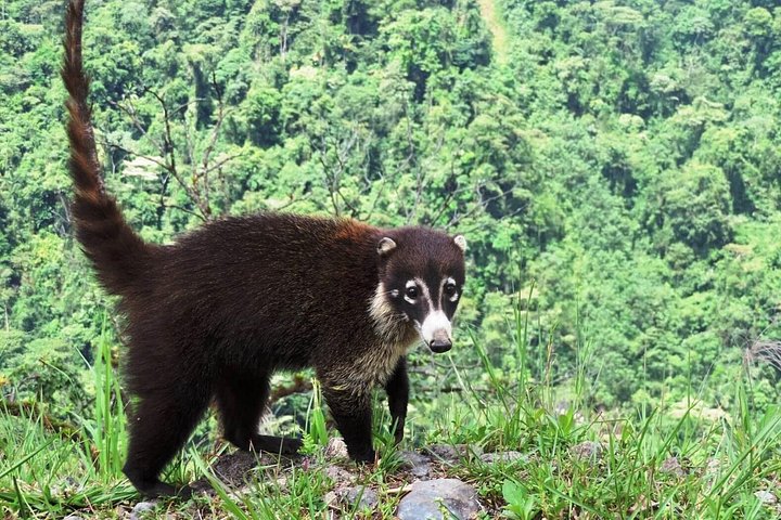 Arenal Vulkan, La Fortuna Vandfald og varme kilder tur fra Jaco, Costa Rica, foto 9 | wizardtrip