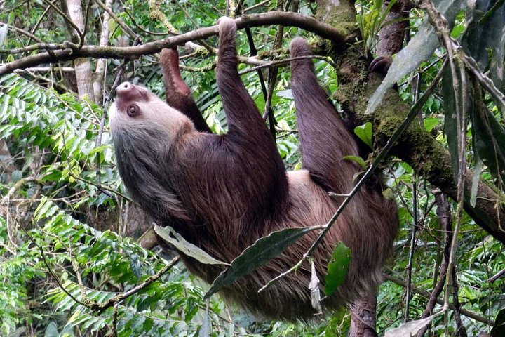 Arenal Vulkan, La Fortuna Vandfald og varme kilder tur fra Jaco, Costa Rica, foto 12 | wizardtrip