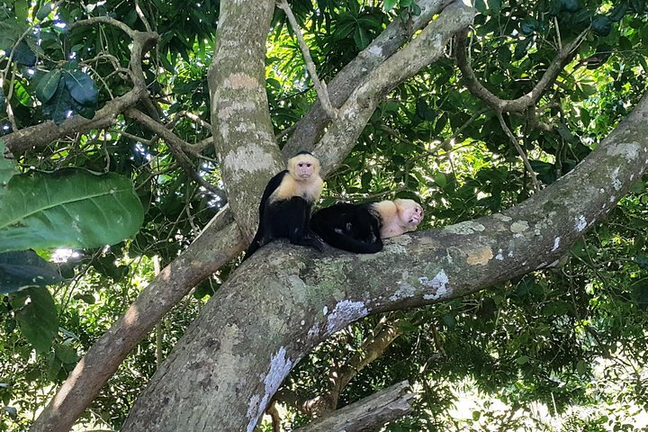 Manuel Antonio Nationalpark: Besichtigungstour mit Tierbeobachtung ab San José | wizardtrip