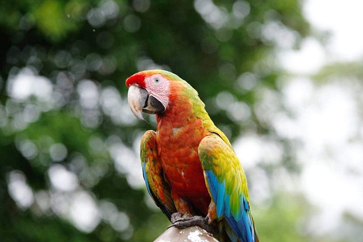 Ganztägige Tour zum Manuel Antonio Nationalpark von San José, Costa Rica, mit Tierwelt und Stränden, Foto 6 | wizardtrip