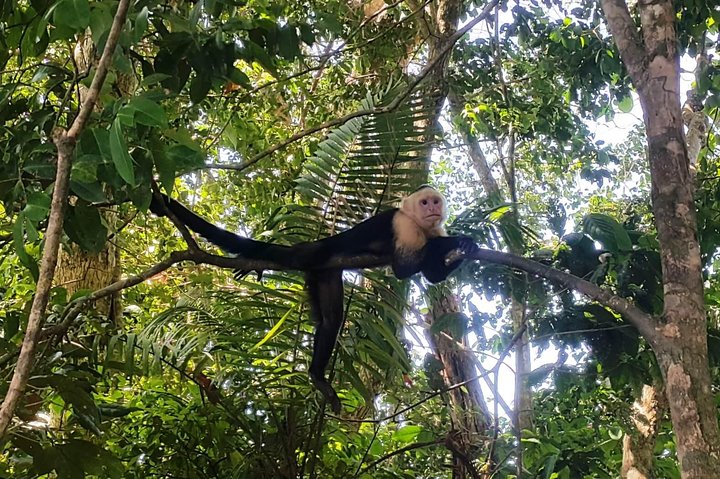 Ganztägige Tour zum Manuel Antonio Nationalpark von San José, Costa Rica, mit Tierwelt und Stränden, Foto 8 | wizardtrip