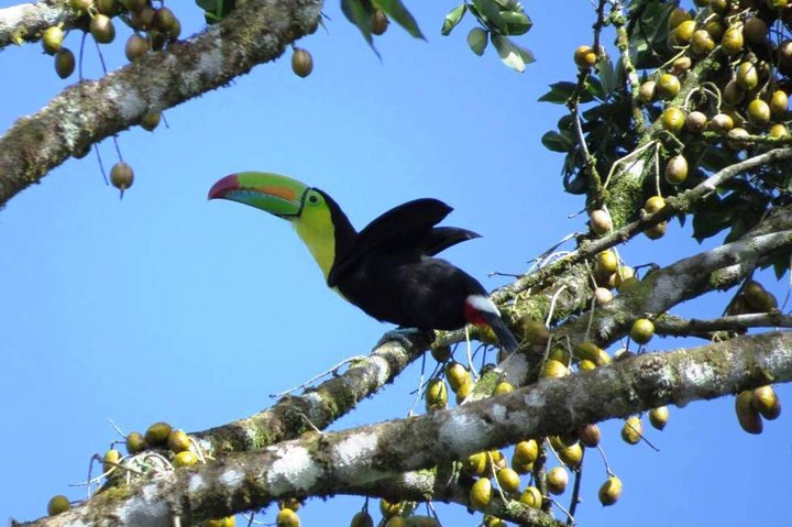 Ganztägige Tour zum Manuel Antonio Nationalpark von San José, Costa Rica, mit Tierwelt und Stränden, Foto 10 | wizardtrip