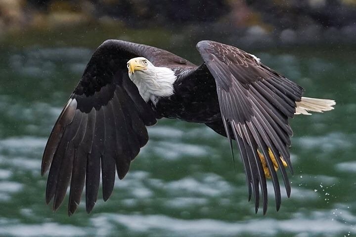 Experience an authentic Bering Sea crab fisherman tour in Ketchikan, Alaska, featuring marine life and eagles, photo 9 | wizardtrip